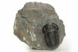 Big, Fat Gerastos Trilobite Fossil - Morocco #311059-2